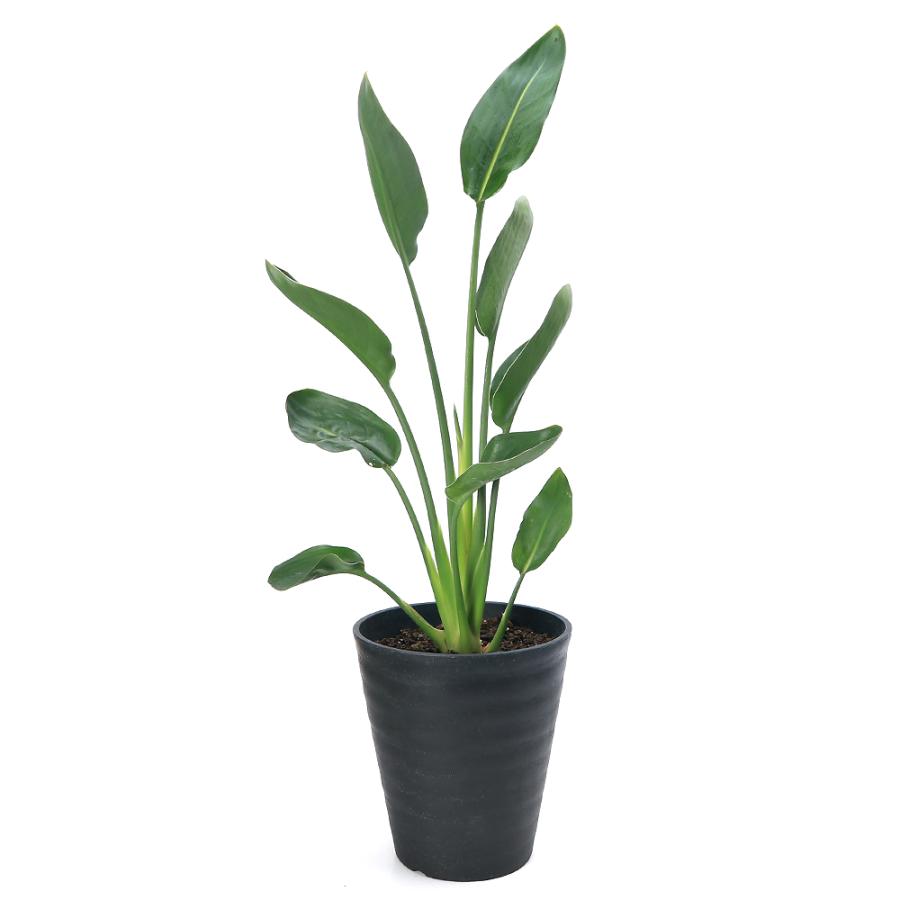 チャーム（charm） （観葉植物）ストレリチア ユンケア（ノンリーフ