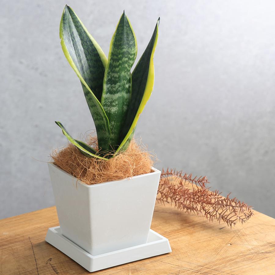 チャーム（charm） （観葉植物）サンスベリア 4号 ボタニースクエア