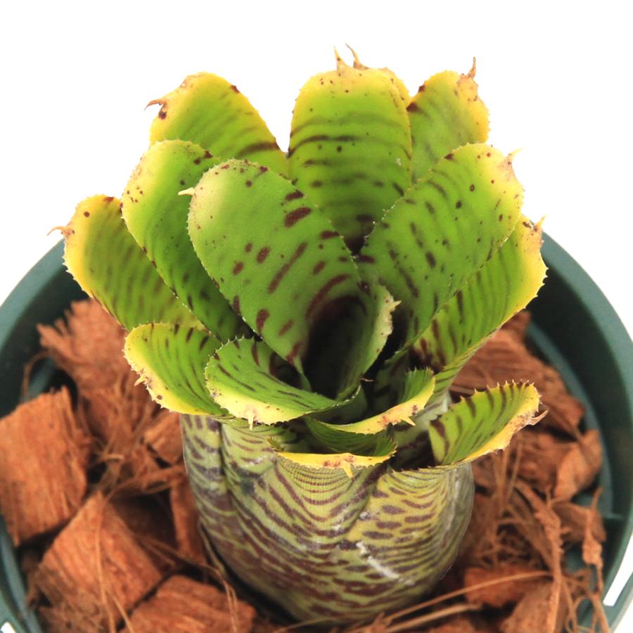 チャーム（charm） （観葉植物）ネオレゲリア プンクタティッシマ