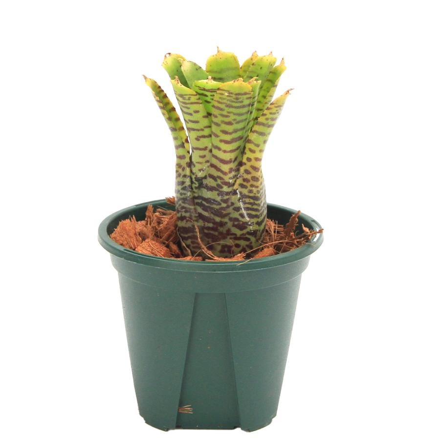 チャーム(ペット) (観葉植物)ネオレゲリア プンクタティッシ チャーム(ペット) (観葉植物)ネオレゲリア プンクタティッシ