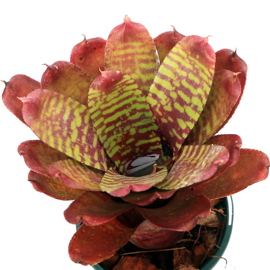 チャーム(ペット) (観葉植物)ネオレゲリア チャーム(ペット) (観葉植物)ネオレゲリア