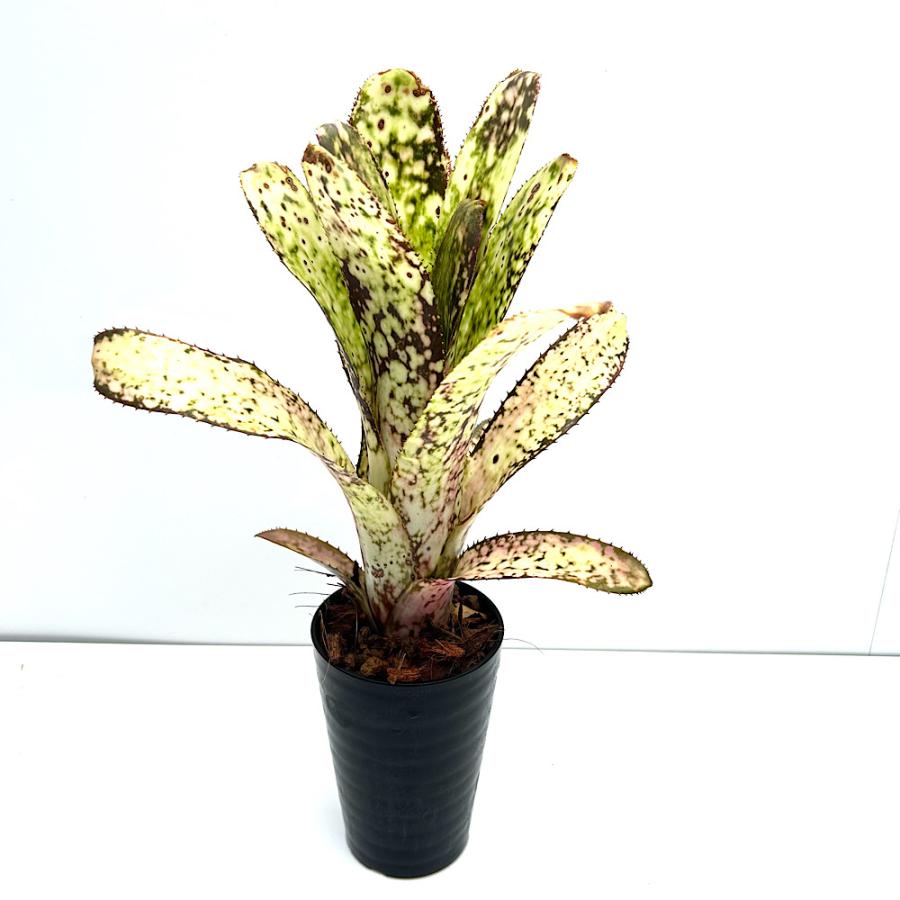 チャーム（charm） （観葉植物）一点物 ビルベルギア 'コーラン
