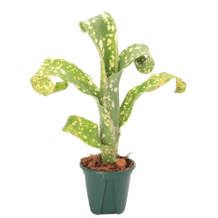 チャーム（charm） （観葉植物）ビルベルギア レプトポーダ 3号（1株