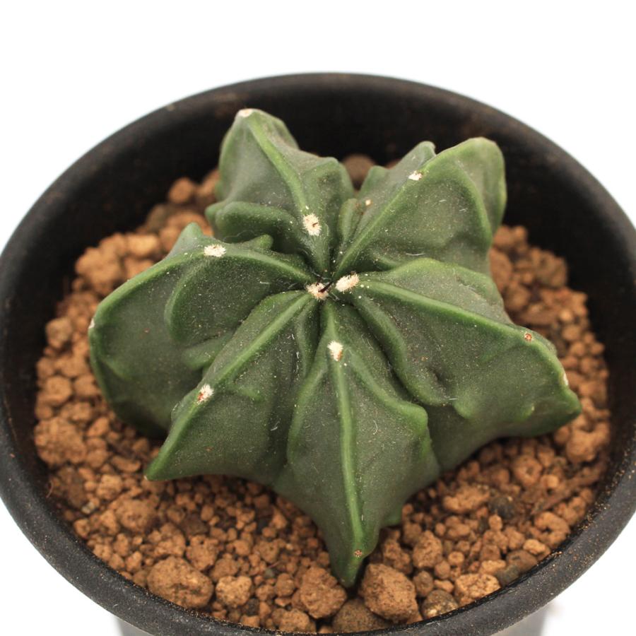 チャーム(ペット) (多肉植物)サボテン アストロフィツム 副 チャーム(ペット) (多肉植物)サボテン アストロフィツム 副