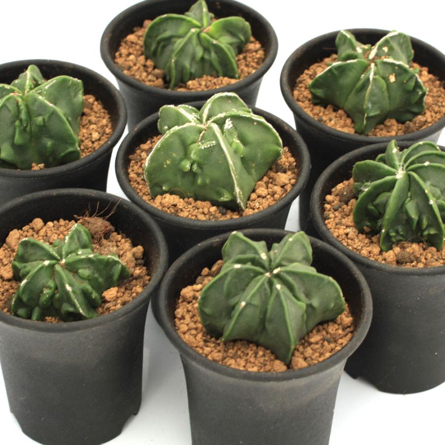 チャーム(ペット) (多肉植物)サボテン アストロフィツム 副 チャーム(ペット) (多肉植物)サボテン アストロフィツム 副
