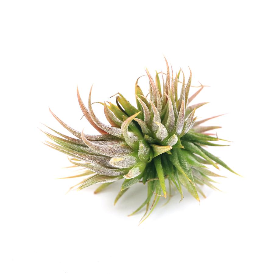 【現品・即購入OK】チランジア　エアープランツ　クランプ株　全幅：約45cm チャーム（charm） （観葉植物）エアープランツ チランジア イオナンタ