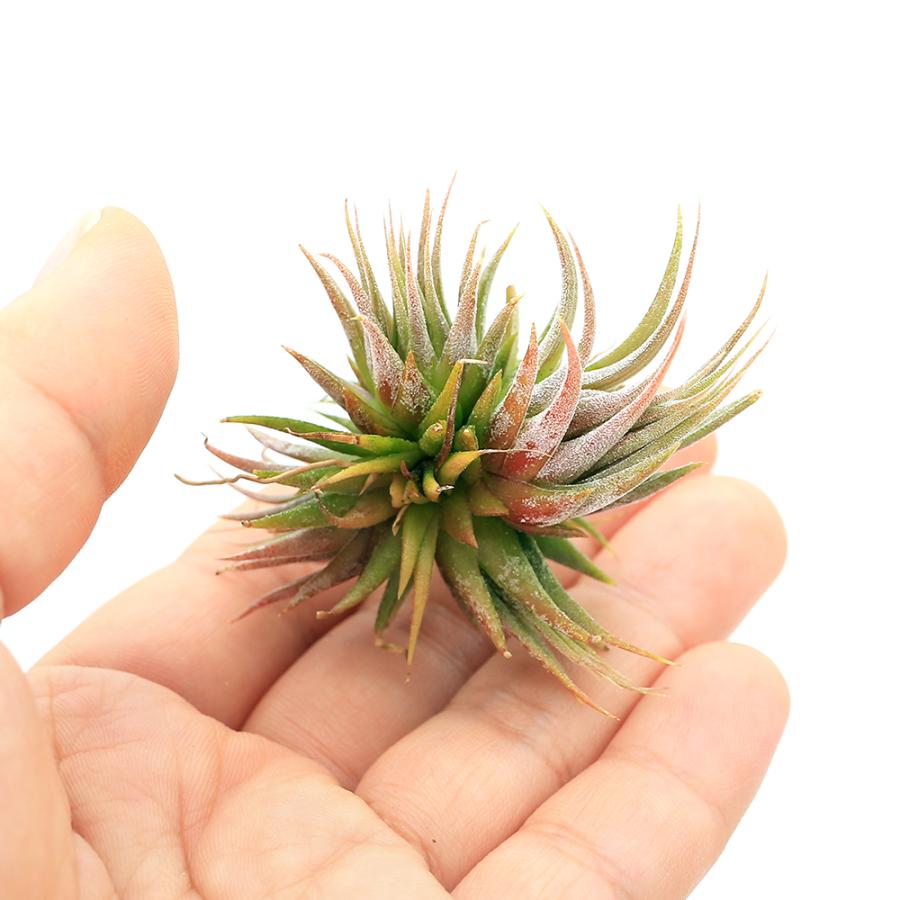 チャーム（charm） （観葉植物）エアープランツ チランジア イオナンタ