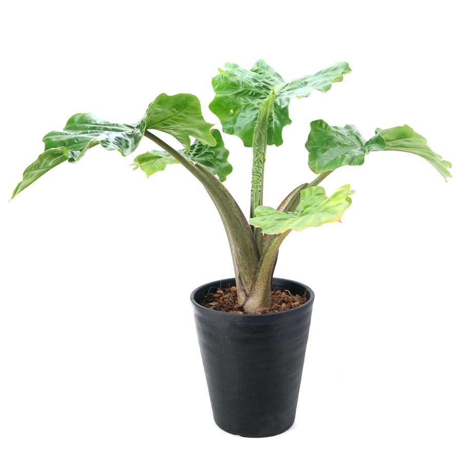 チャーム（charm） （観葉植物）アロカシア ローライダー 7号（1鉢