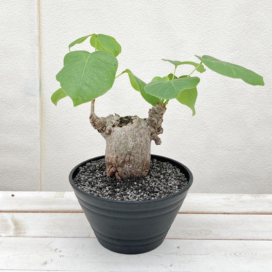 ボンバックス 塊根植物 観葉植物 プセウドボンバックス エリプティクム