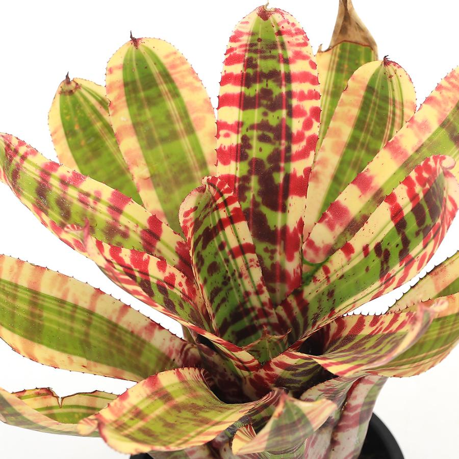 チャーム（charm） （観葉植物）ネオレゲリア 'ワイルドラビット' タイ