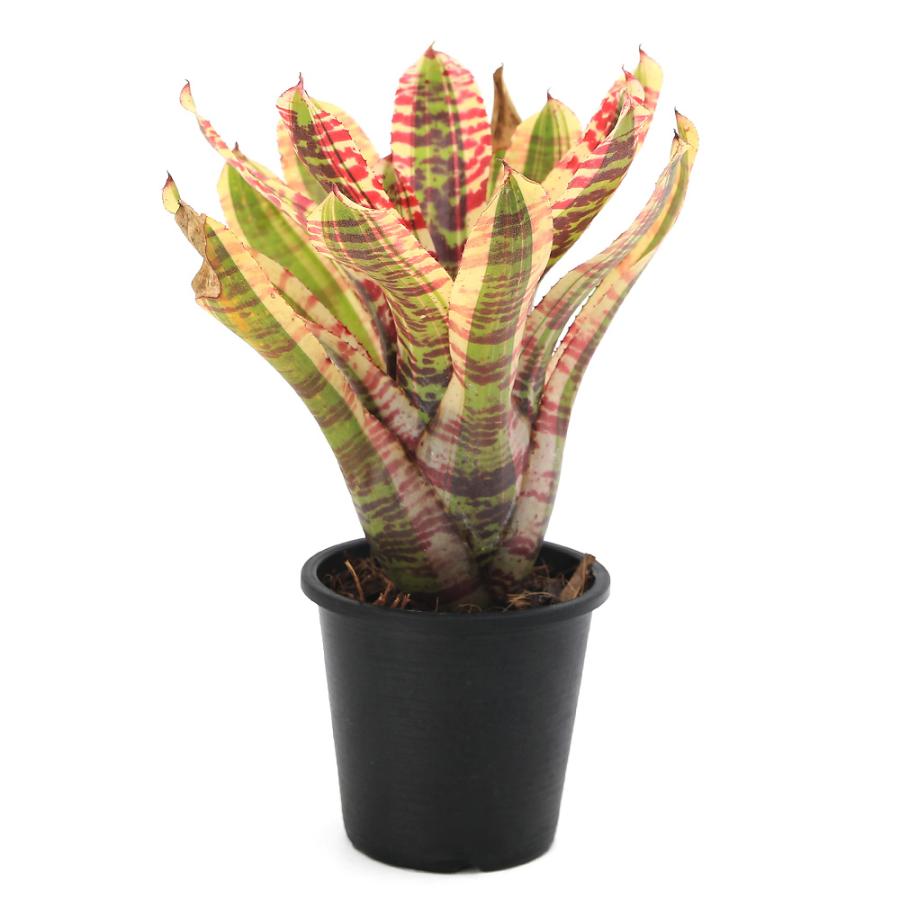 【観葉植物】　ブロメリア チャーム（charm） （観葉植物）ネオレゲリア 'ワイルドラビット' タイ