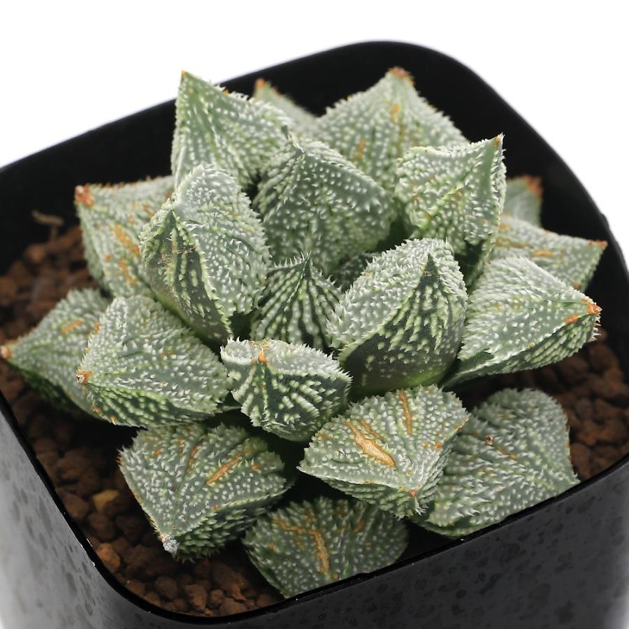 多肉植物）ハオルチア エンジェル 3号（1鉢） : チャーム charm
