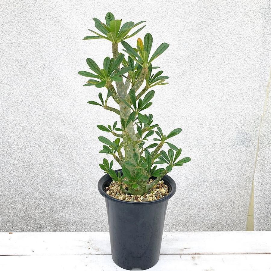 チャーム（ペット） （多肉植物）一点物 ドルステニア ギガス 5号