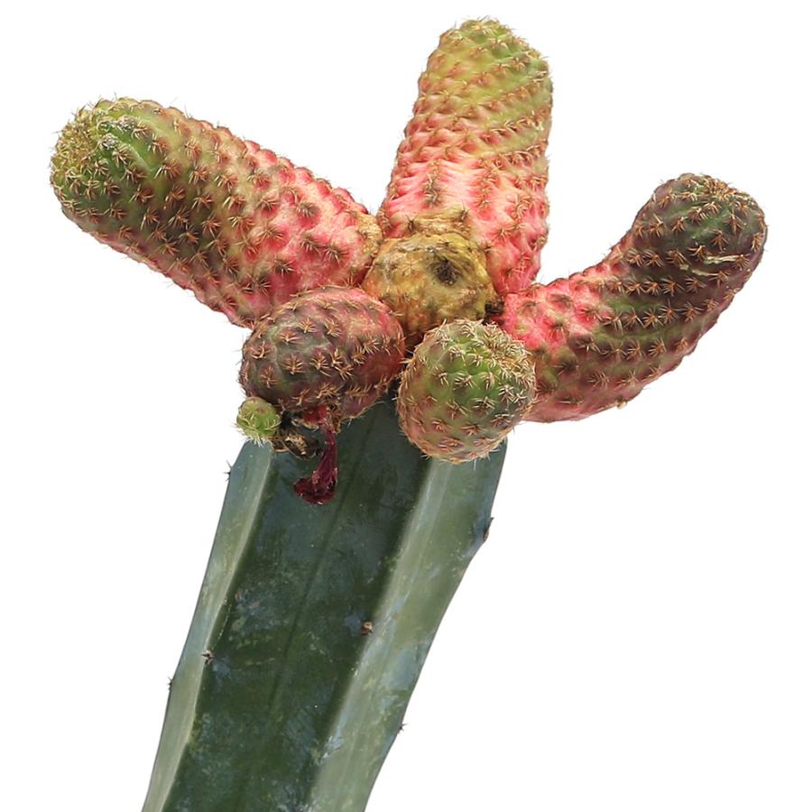 サボテン錦接ぎ木 チャーム（charm） （多肉植物）サボテン 接ぎ木 カニグラチー錦 3