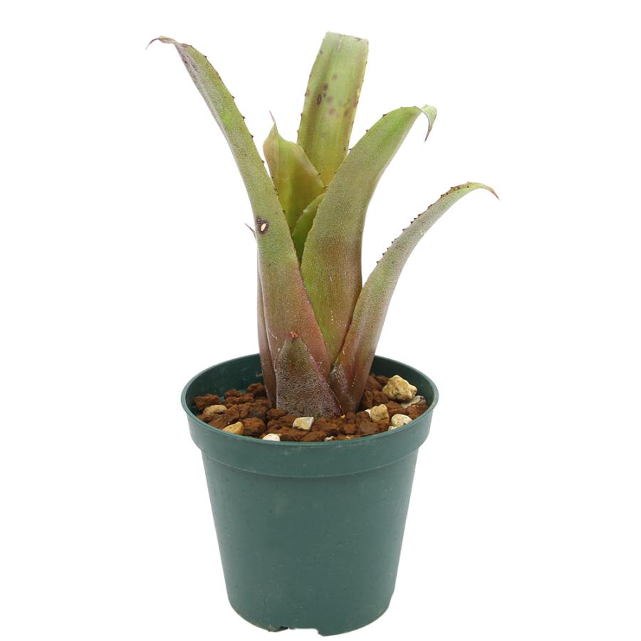 ホヘンベルギア　エドムンドイ　希少種 チャーム（charm） （観葉植物）一点物 ホヘンベルギア エドムンドイ