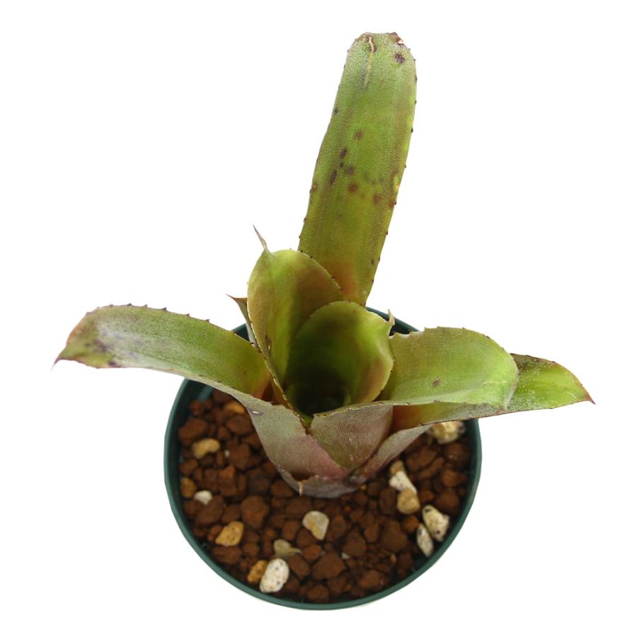 ホヘンベルギア　エドムンドイ　希少種 現品】ホヘンベルギア・エドムンドイ Hohenbergia edomundoi