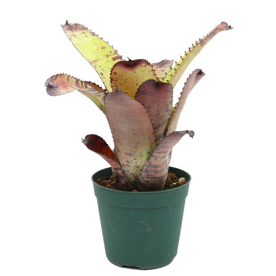 ホマロメナ ブラックベルベット sp. 