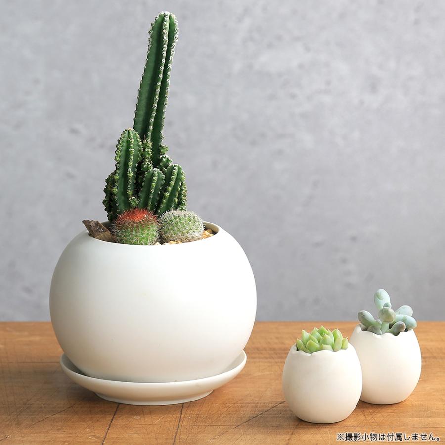 チャーム（charm） （多肉植物）小さい インテリア セレウスサボテンと