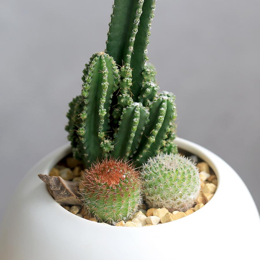 チャーム（charm） （多肉植物）小さい インテリア セレウスサボテンと