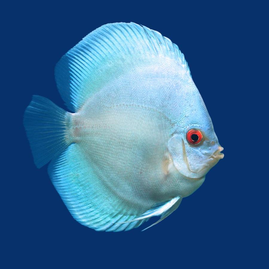 チャーム（charm） （熱帯魚）ブルーダイヤモンド・ディスカス（L