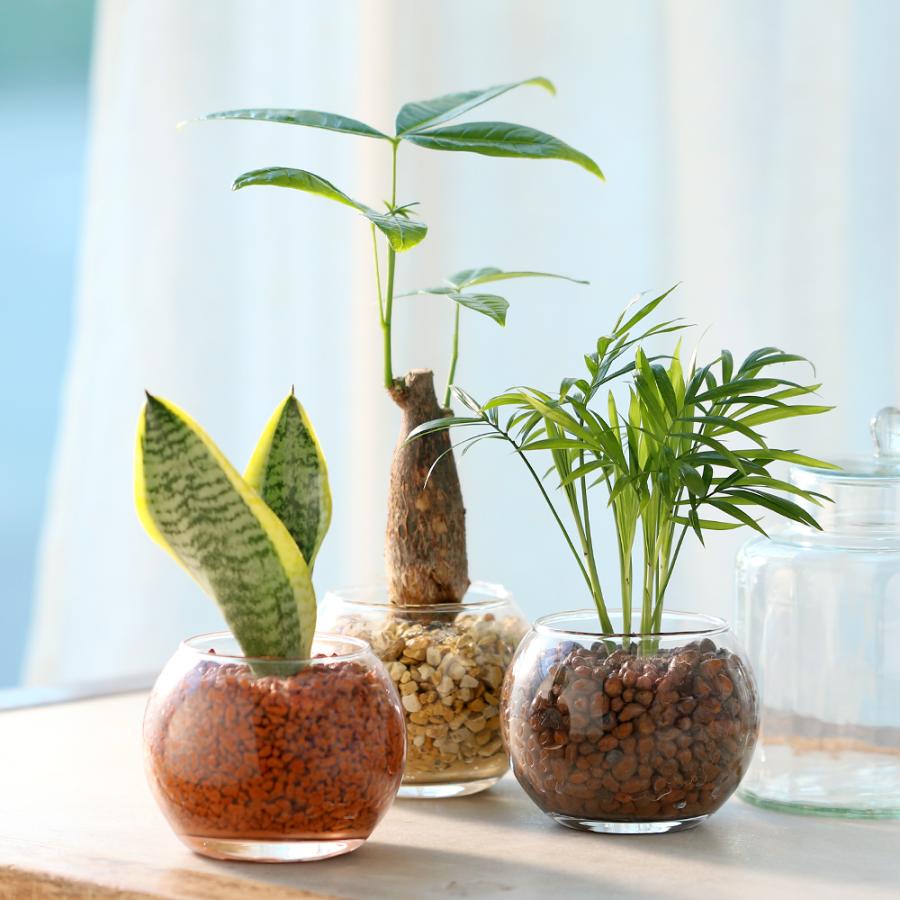 観葉植物）土を使わないハイドロカルチャー サンスベリア バブルボール