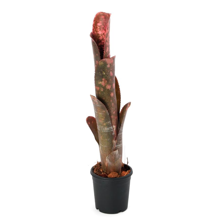 チャーム（charm） （観葉植物）ビルベルギア 'インセンディアリー