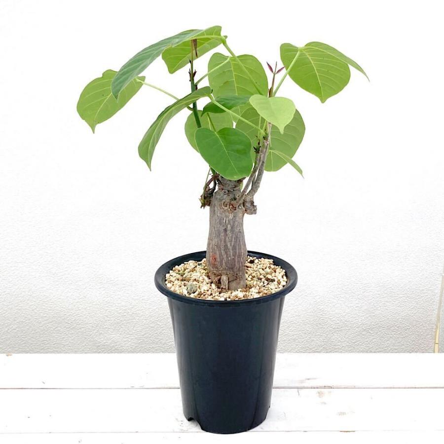 プセウドボンバックス エリプティクム 塊根植物 観葉植物 ビザール