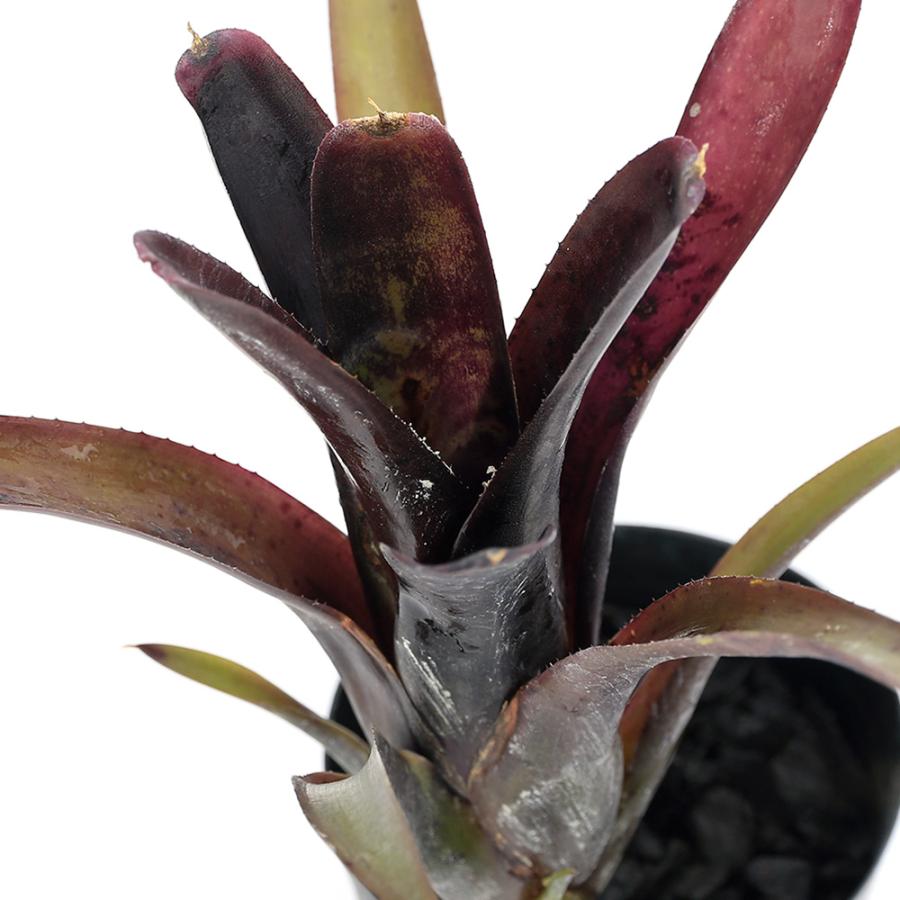 チャーム（charm） （観葉植物）ネオレゲリア 'ディアブロ ネグロ'（1