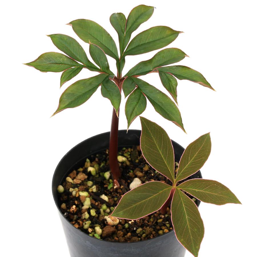 観葉植物）一点物 アモルフォファルス アトロビリディス 3号（1