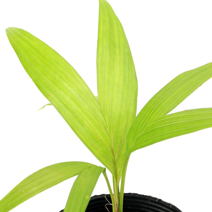 チャーム（ペット） （観葉植物）ヤエヤマヤシ 3〜4号（1