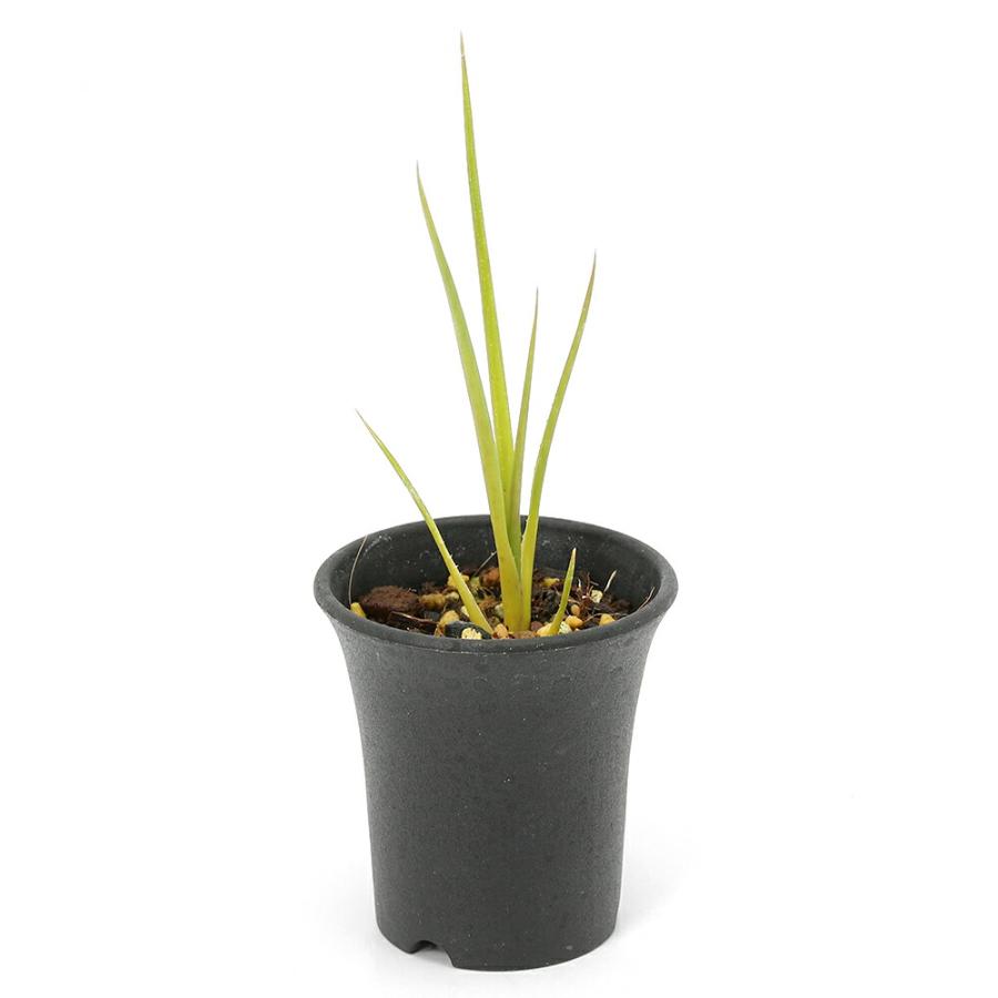 観葉植物）ネオレゲリア 'ウィルソニアナ'ブラウンフォーム 2．5号