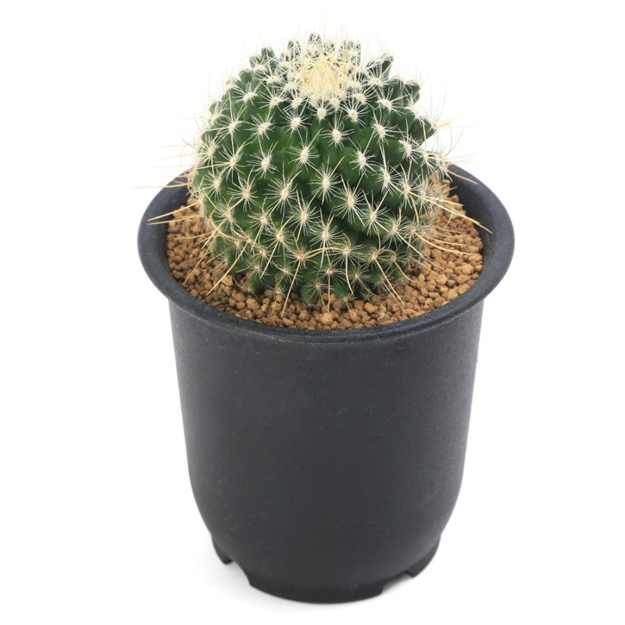 観葉植物）ネオレゲリア 'アングスティフォリア×パウシフローラ'（1鉢