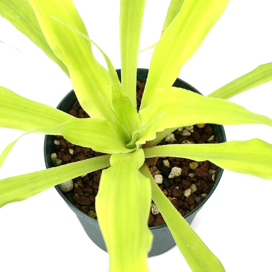 観葉植物）ピトカイルニア オーキディフォリア（1株）ブロメリア
