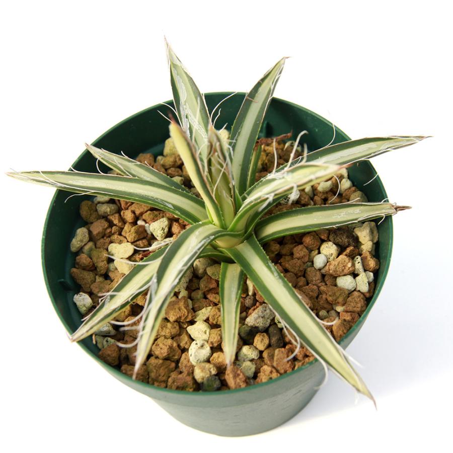 観葉植物）一点物 アガベ パルビフローラ バリエガータ 姫乱雪 白中斑