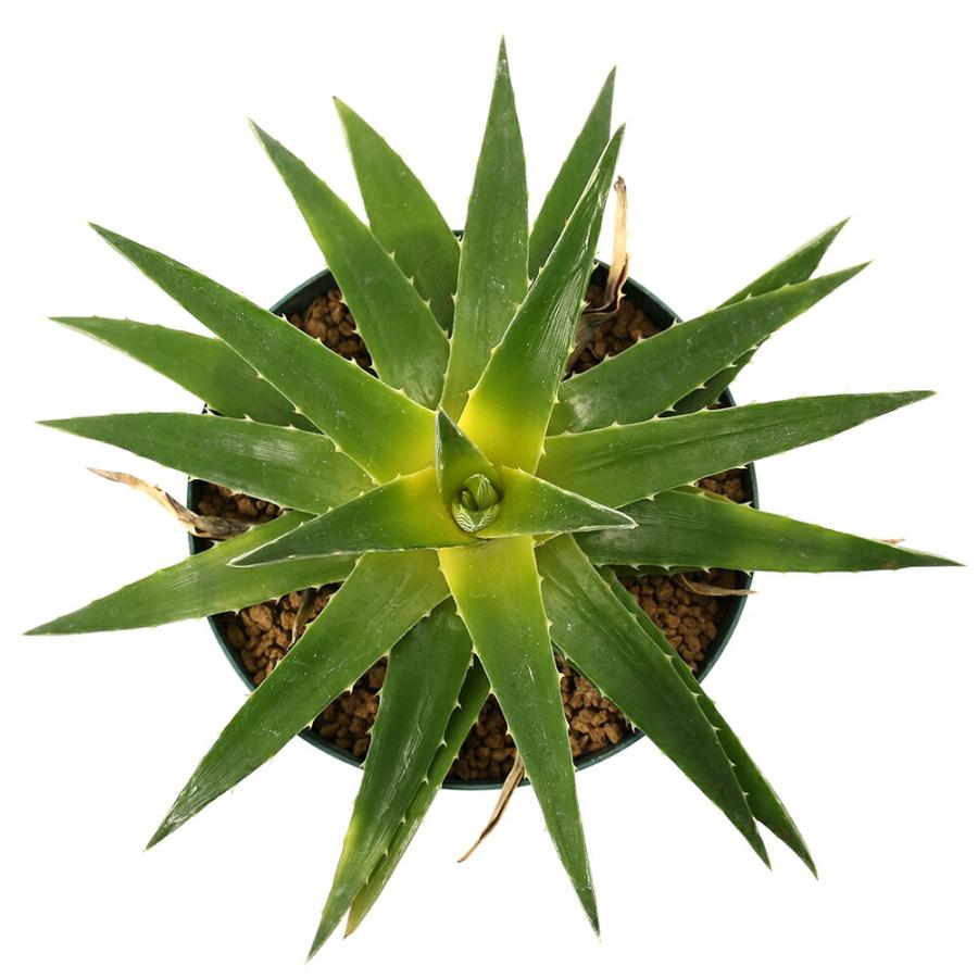 観葉植物）一点物 ディッキア イエローグロー 3号（1鉢