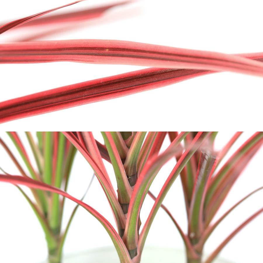 チャーム（ペット） （観葉植物）大型 インテリア ドラセナ