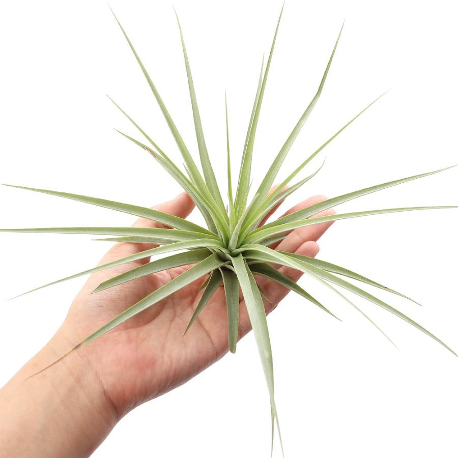 チャーム（charm） （観葉植物）エアープランツ チランジア フリーセア