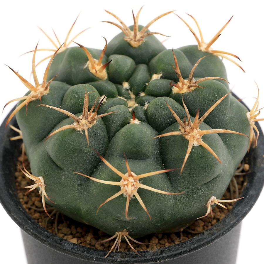 チャーム（charm） （多肉植物）サボテン ギムノカリキウム ゼガラエ