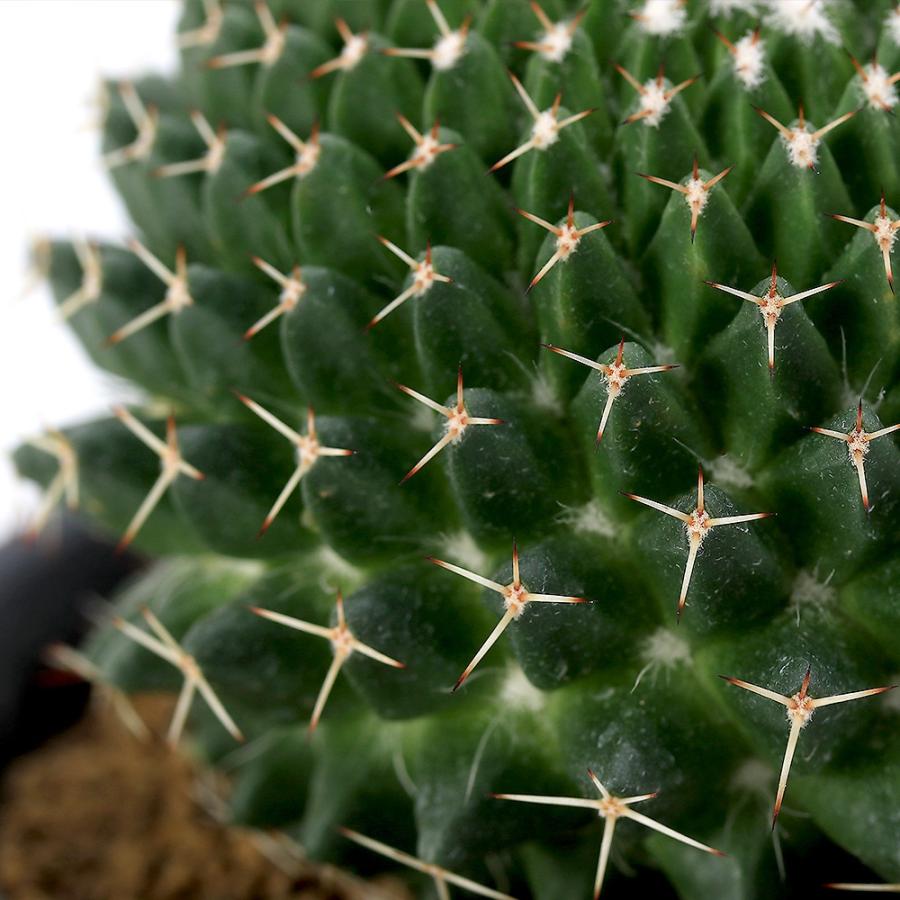 チャーム（charm） （多肉植物）サボテン マミラリア 白鳩丸