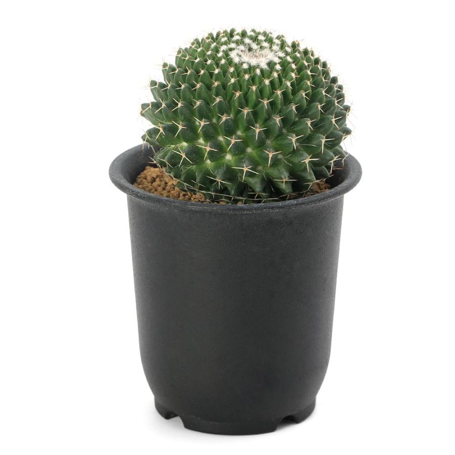 チャーム（charm） （多肉植物）サボテン マミラリア 白鳩丸