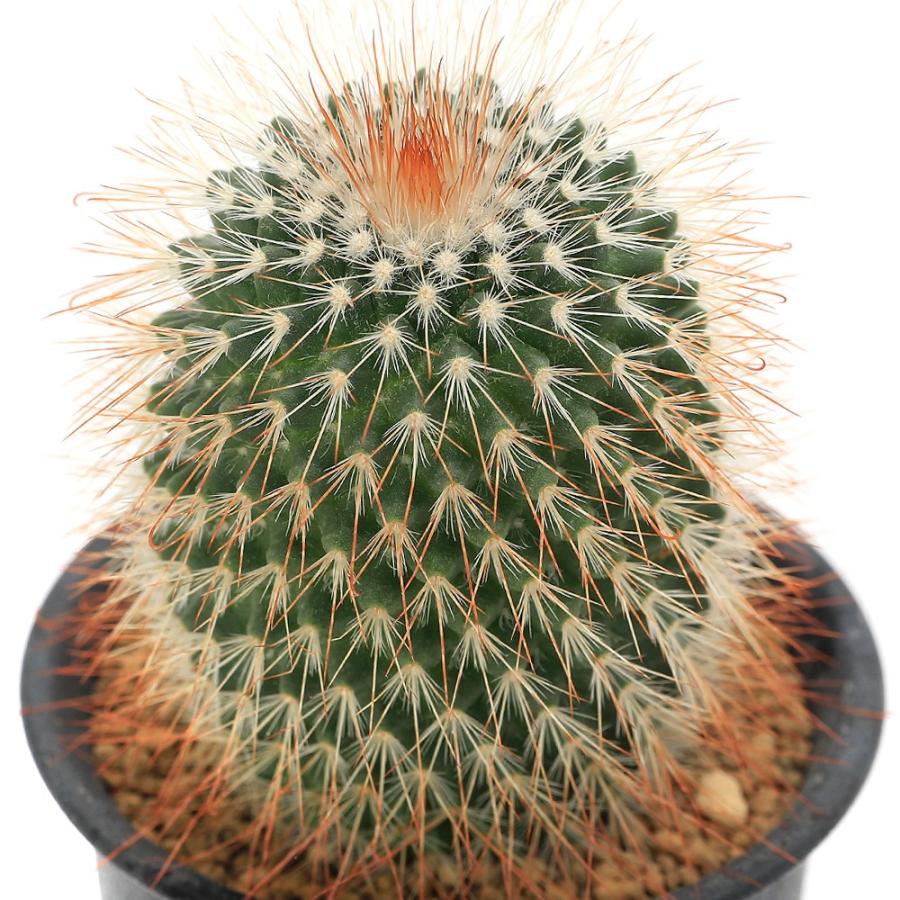 チャーム（charm） （多肉植物）サボテン マミラリア 猩々丸