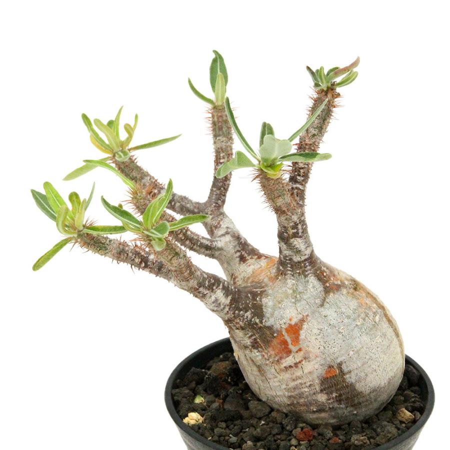 多肉植物）一点物 パキポディウム グラキリス 現地株 発根確認済み 5