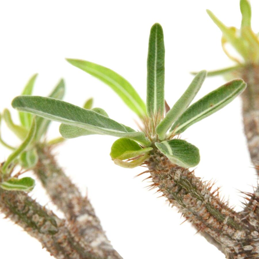 多肉植物）一点物 パキポディウム グラキリス 現地株 発根確認済み 5