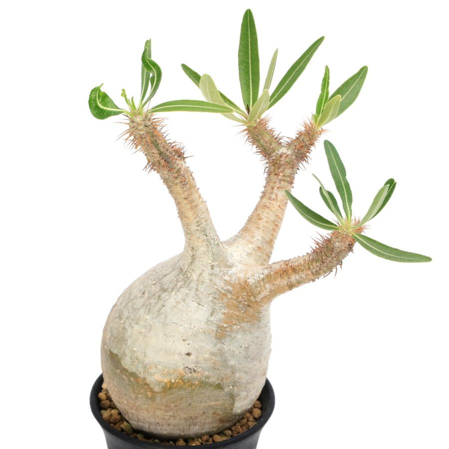 観葉植物）一点物 パキポディウム グラキリス 現地株 発根確認