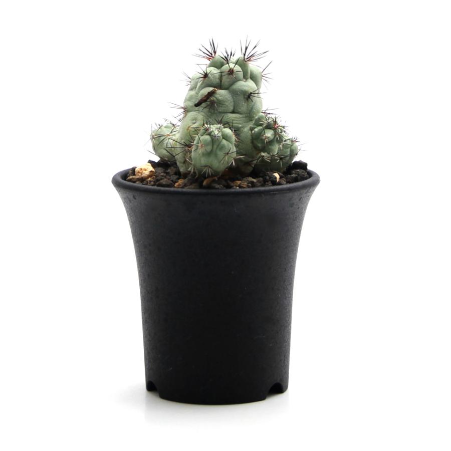 チャーム（charm） （多肉植物）一点物 サボテン オルテゴカクタス