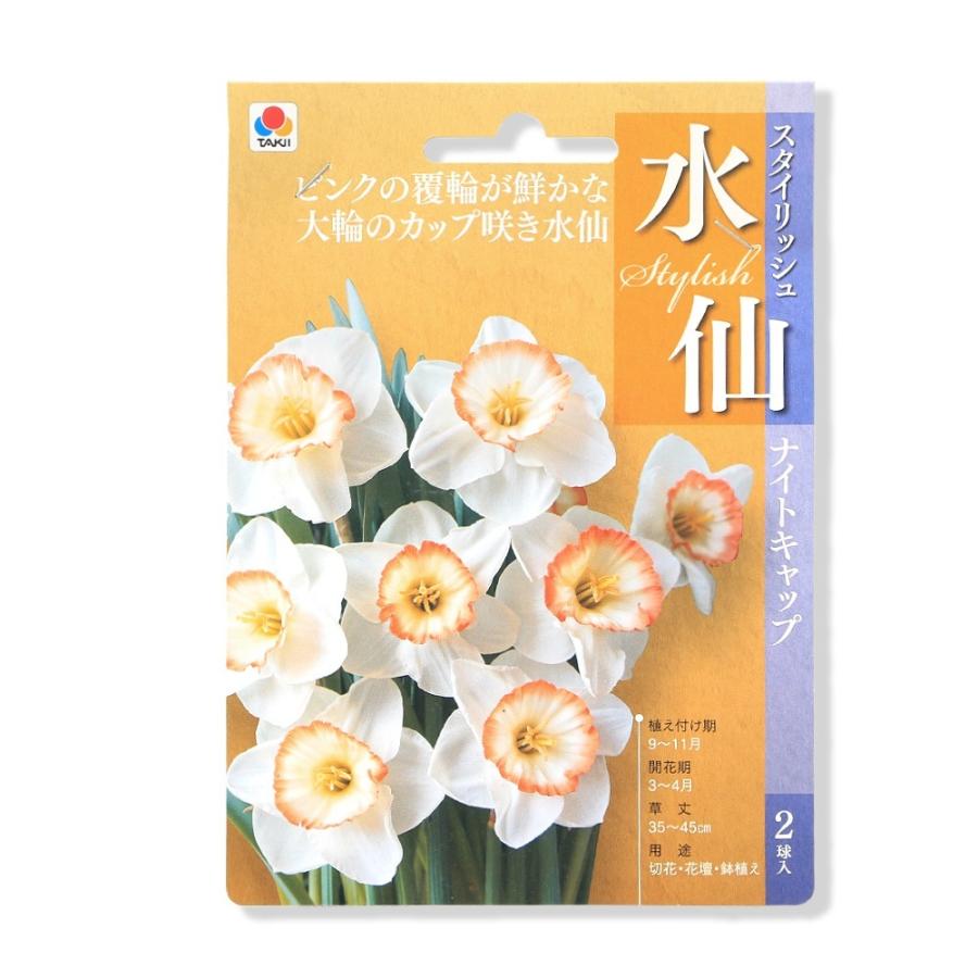 観葉植物）水仙 ナイトキャップ 球根 2球入り : チャーム charm