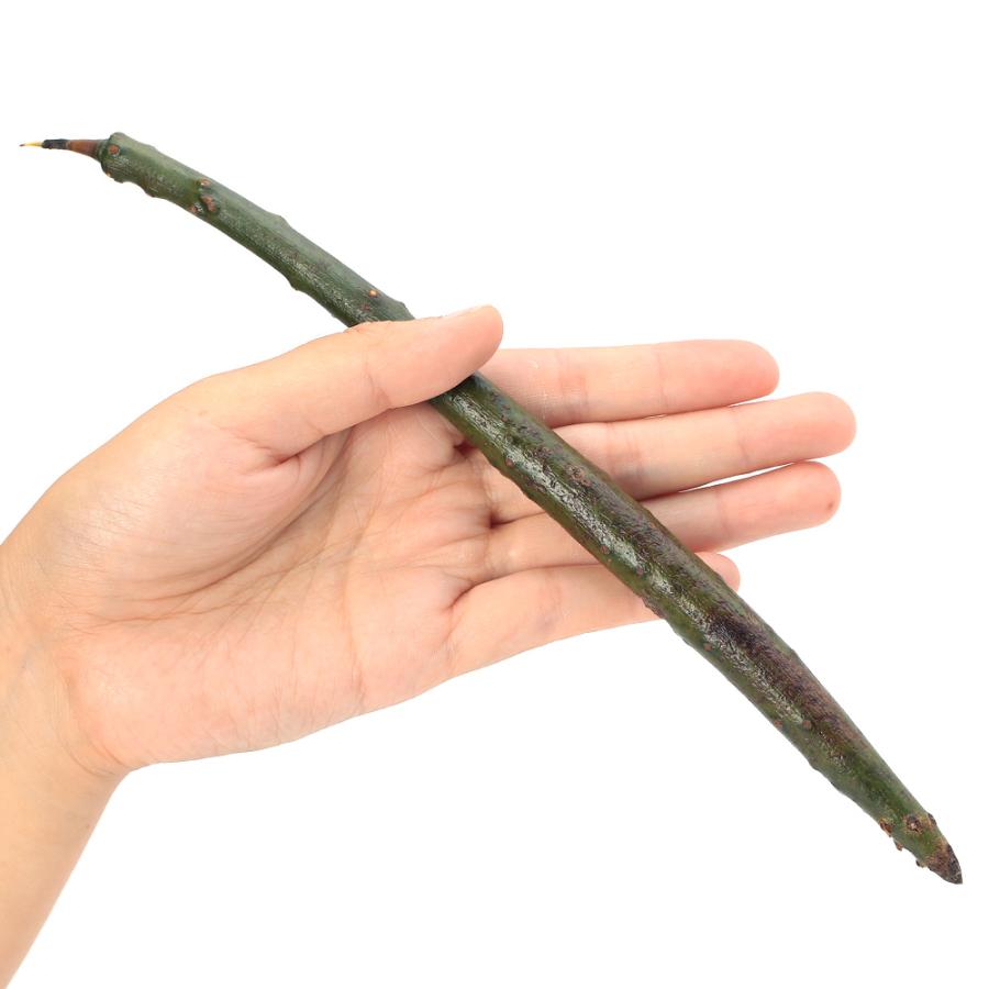 観葉植物）マングローブ ヤエヤマヒルギの種（3本） : チャーム