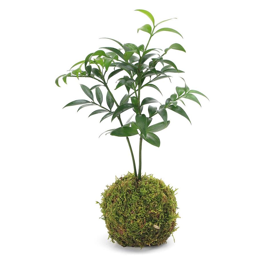 SALE 限定10セット　奇跡の天然鉱石「ぐんぐん玉」観葉植物用です。 観葉植物）苔玉 ナギ（梛 竹柏）（1個） : チャーム charm ヤフー店