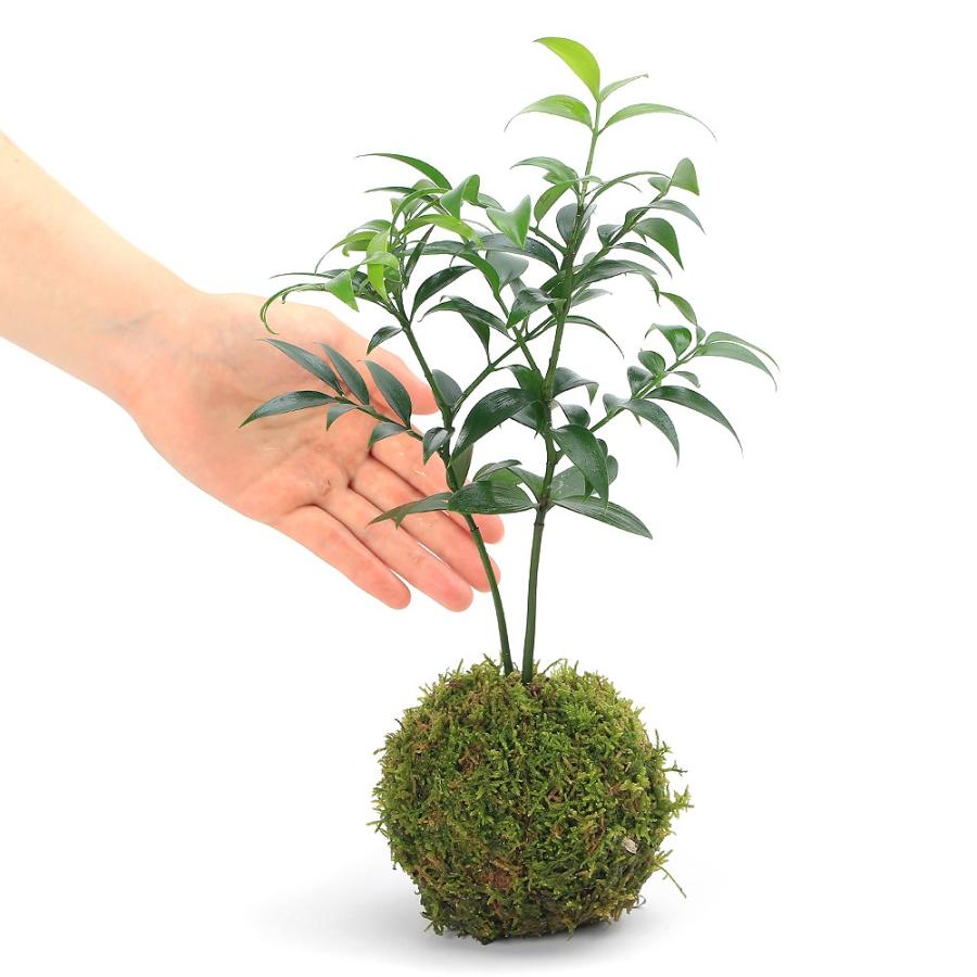 観葉植物）苔玉 ナギ（梛 竹柏）（1個） : チャーム charm ヤフー店