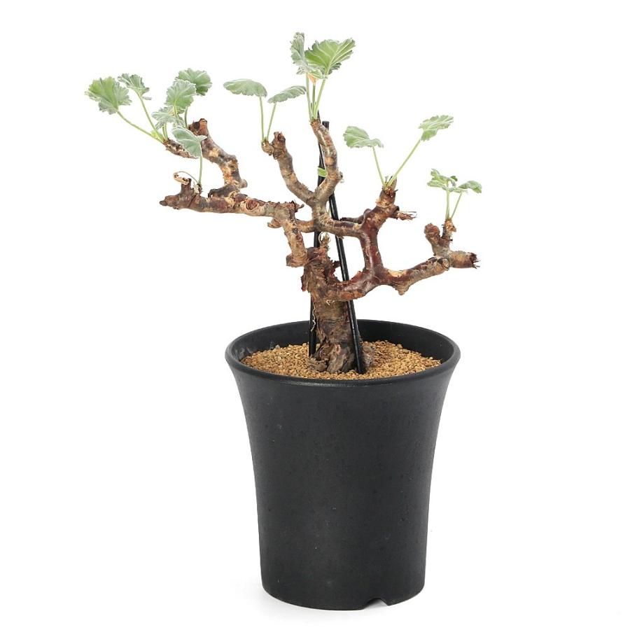 チャーム（ペット） （観葉植物）一点物 ペラルゴニウム